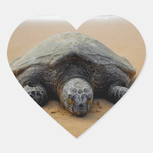 Schildkrötenkleber Herz-Aufkleber (Vorderseite)