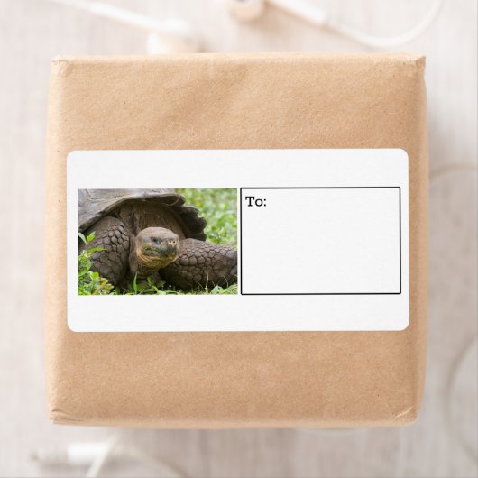 Schildkrötenlabel (Insitu)