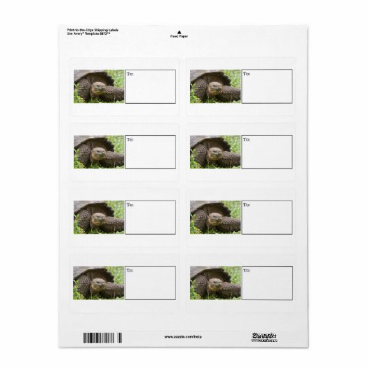 Schildkrötenlabel (Vorne)