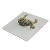 Schildkrötenoberseite - unten, balancierend auf fliese (Seite)