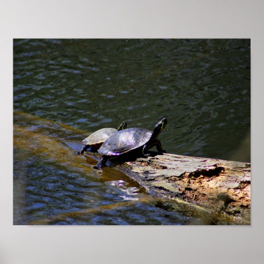 Schildkrötenplakat Poster (Vorne)