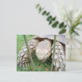Schildkrötenportrait Postkarte (Stehend Vorderseite)