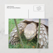 Schildkrötenportrait Postkarte (Vorne/Hinten)