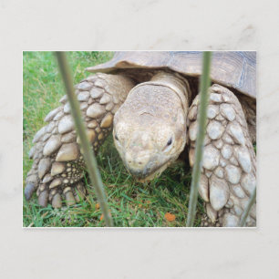 Schildkrötenportrait Postkarte