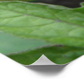 Schildkrötenposter Poster (Ecke)