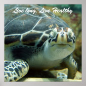 Schildkrötenposter Poster (Vorne)