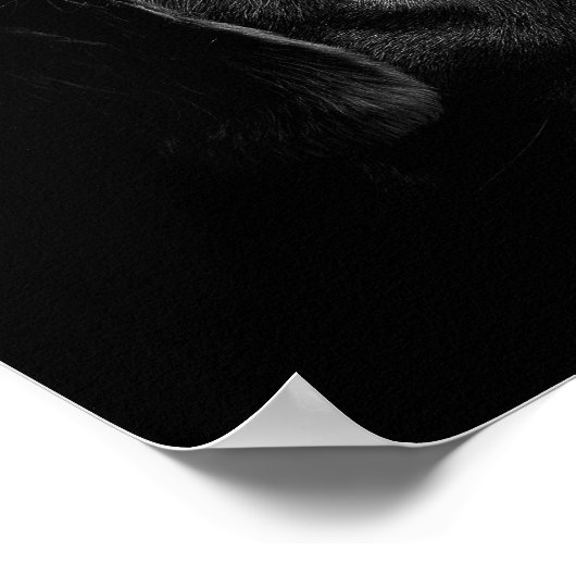 Schildkrötenposter Poster (Ecke)