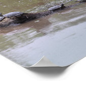 Schildkrötenposter Poster (Ecke)
