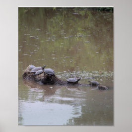 Schildkrötenposter Poster