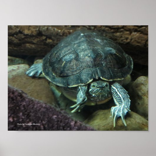 Schildkrötenposter Poster (Vorne)