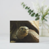 Schildkrötenpostkarte Postkarte (Stehend Vorderseite)