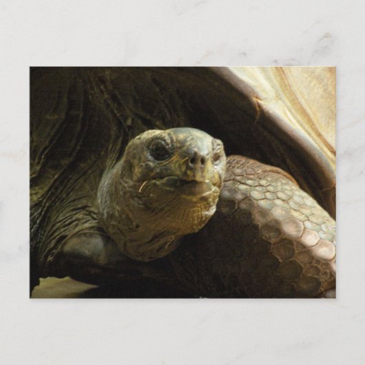 Schildkrötenpostkarte Postkarte (Vorderseite)