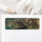 Schildkrötenreflektionsschild (Insitu)