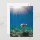 Schildkrötenreise Postkarte (Vorne/Hinten)