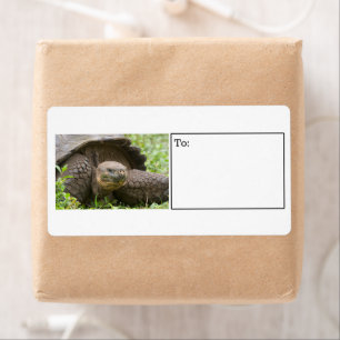 Schildkrötenschildkröte