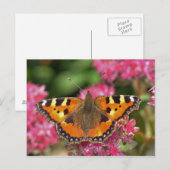Schildkrötenschmetterling Postkarte (Vorne/Hinten)