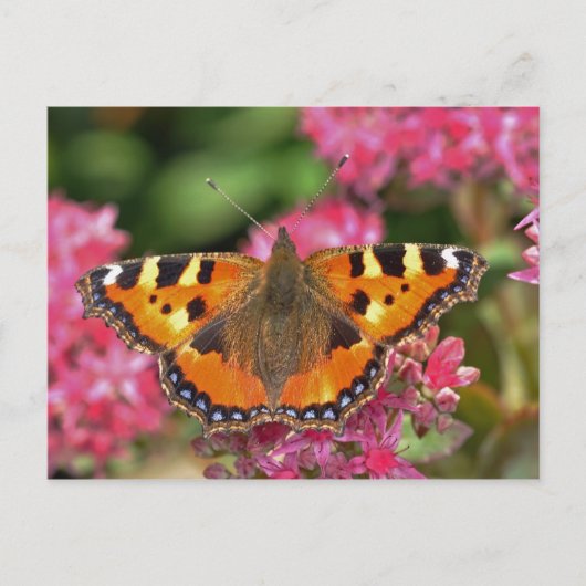 Schildkrötenschmetterling Postkarte (Vorderseite)