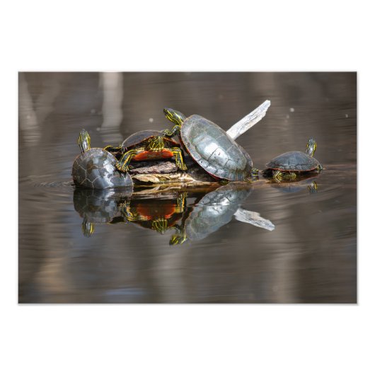 Schildkrötenschuppen Fotodruck (Vorne)