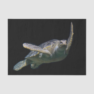 Schildkrötenschwimmbecken Foto Seidenpapier