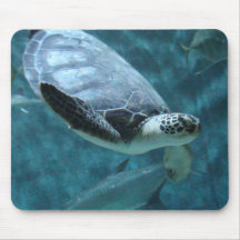 Schildkrötenschwimmmuschel