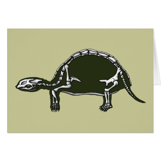 Schildkrötenskelett (Vorderseite (Horizontal))