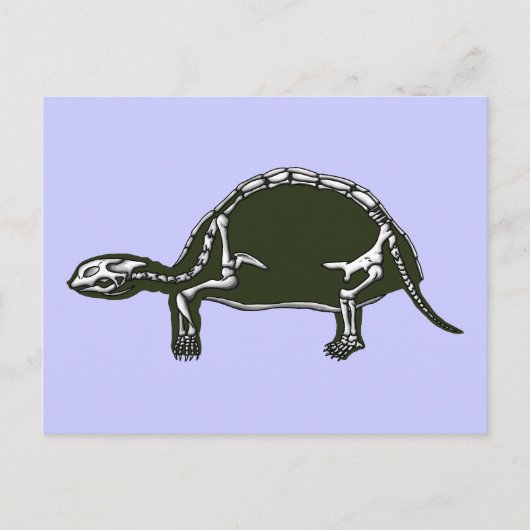 Schildkrötenskelett Postkarte (Vorderseite)