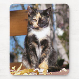 Schildpatt-Kätzchen 1 Mousepad