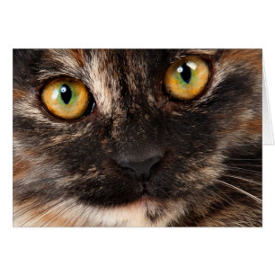 Schildpatt-Katze