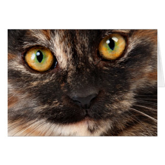 Schildpatt-Katze