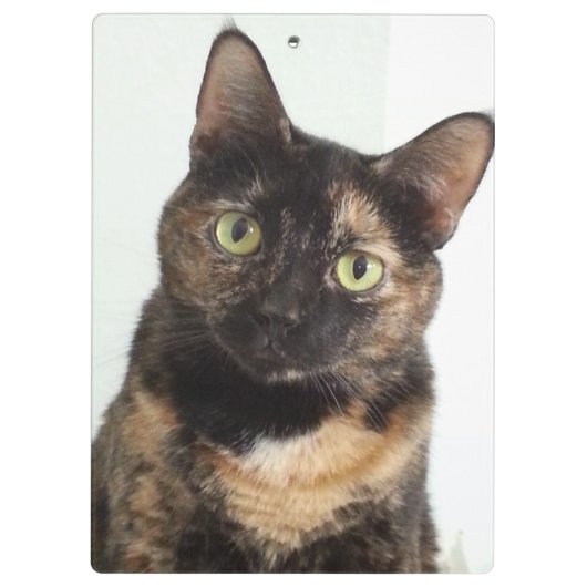 Schildpatt-Katze Klemmbrett (Rückseite)