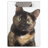 Schildpatt-Katze Klemmbrett (Vorderseite)