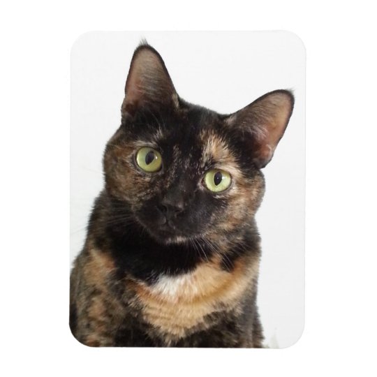 Schildpatt Katze Magnet Zazzle De