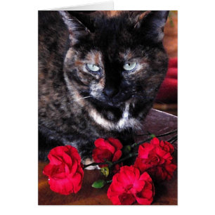 Schildpatt-Katze mit roten Blumen