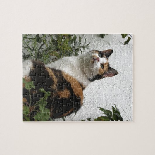 Schildpatt und weiße Katze Puzzle (Horizontal)