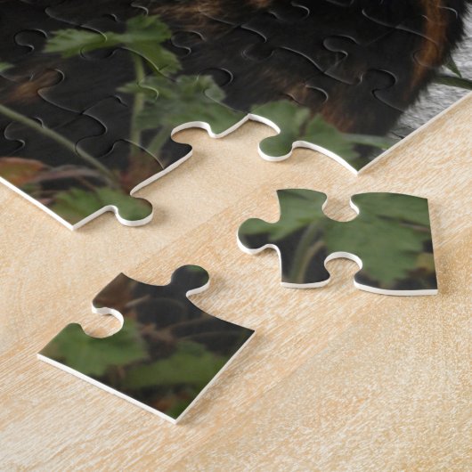 Schildpatt und weiße Katze Puzzle (Seite)