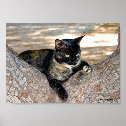 Schildpattkatze im Baum Poster (Vorne)