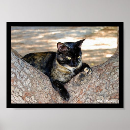 Schildpattkatze im Baum Poster (Vorne)