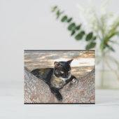 Schildpattkatze im Baum Postkarte (Stehend Vorderseite)