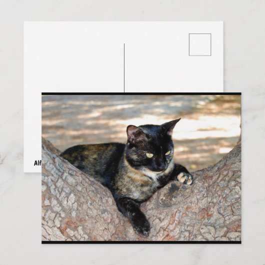 Schildpattkatze im Baum Postkarte (Vorne/Hinten)
