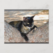 Schildpattkatze im Baum Postkarte (Vorderseite)