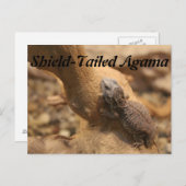 Schildschwanz-Agama Postkarte (Vorne/Hinten)
