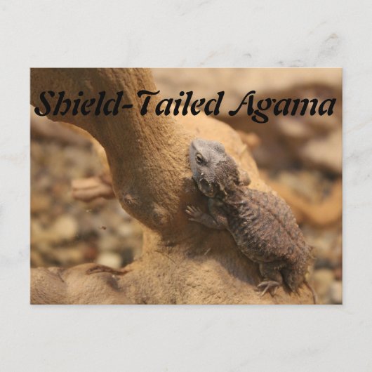 Schildschwanz-Agama Postkarte (Vorderseite)