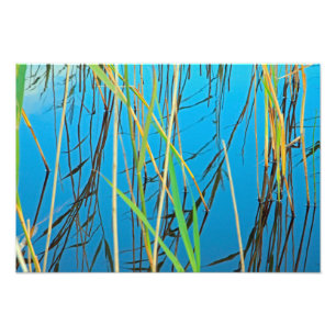 Schilf im See Fotodruck