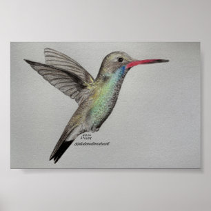 Schillernder Kolibri Bleistiftzeichnung Kunstpri Poster
