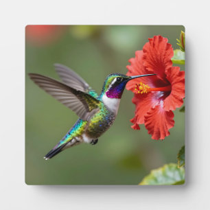 Schillerndes Kolibri-Hibiskus-Blumenporträt Fotoplatte