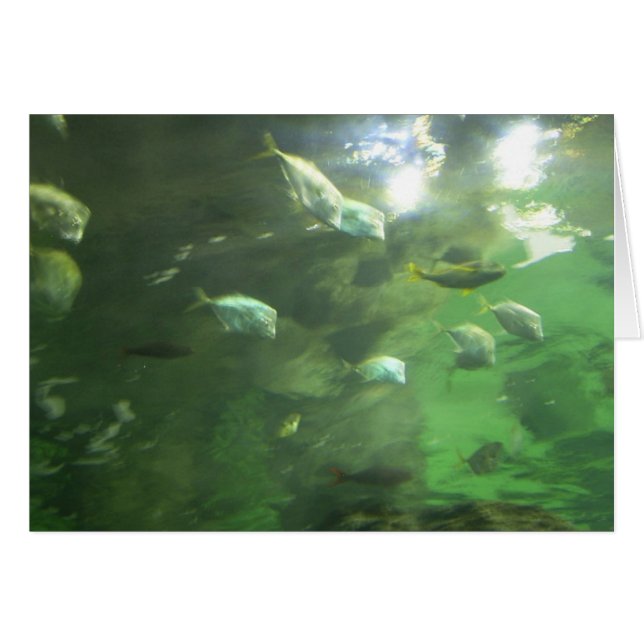 Schimmernde Fische (Vorderseite (Horizontal))