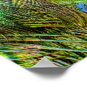 Schimmernde Peacock Feathers Poster (Ecke)