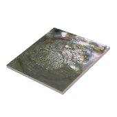 Schimmernder OhrschneckeSeashell, schöne Natur Fliese (Seite)