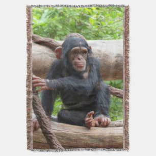 Schimpanse 001 decke