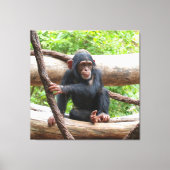 Schimpanse 001 leinwanddruck (Vorderseite)